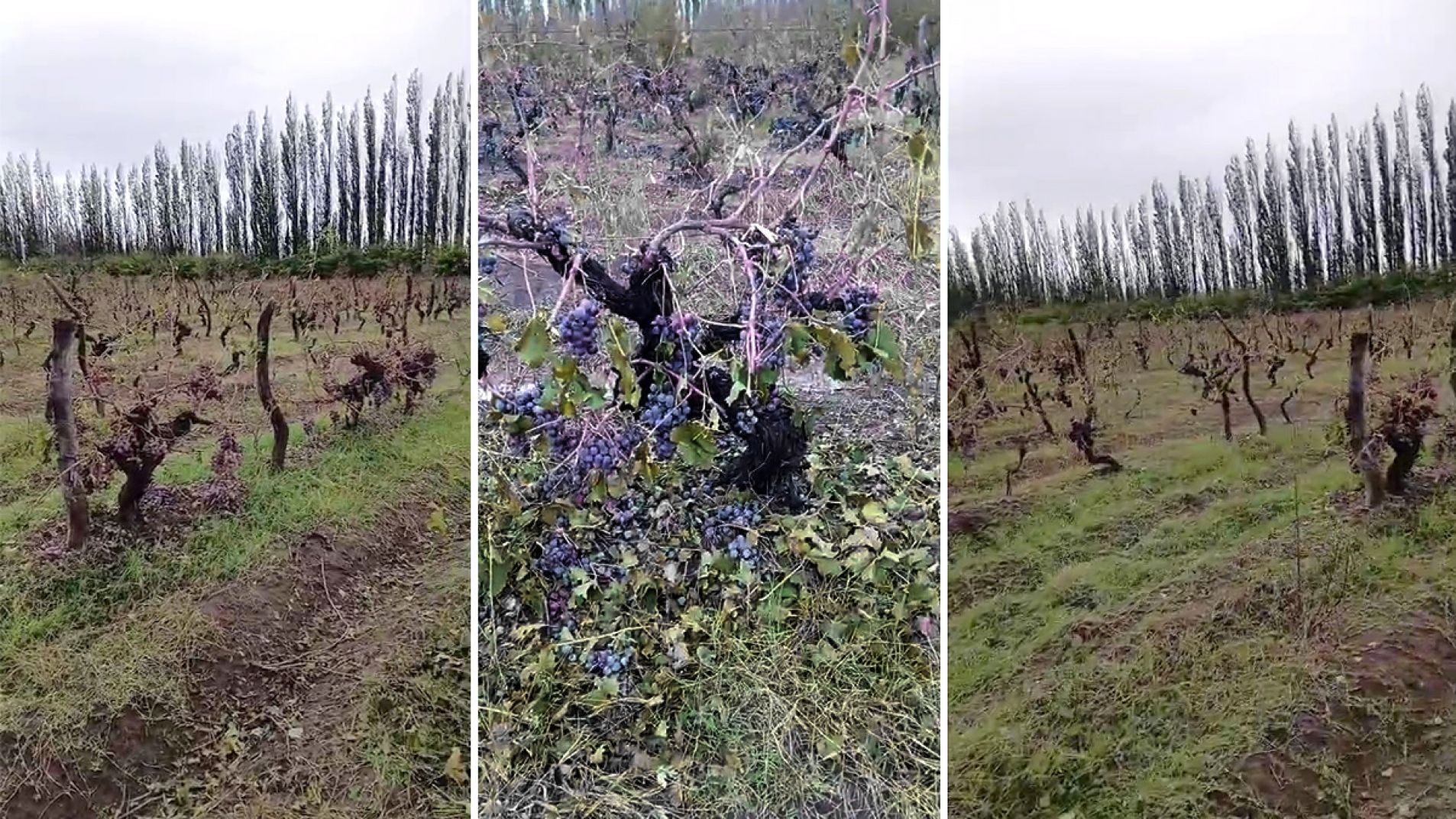 El granizo arrasó con la uva de la finca.