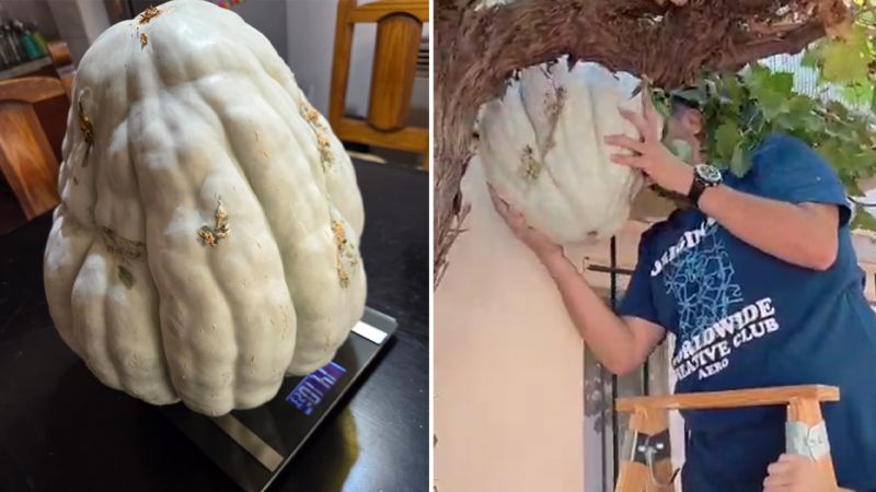 De entre las hojas del parral, cosecharon un zapallo de más de 14 kilos