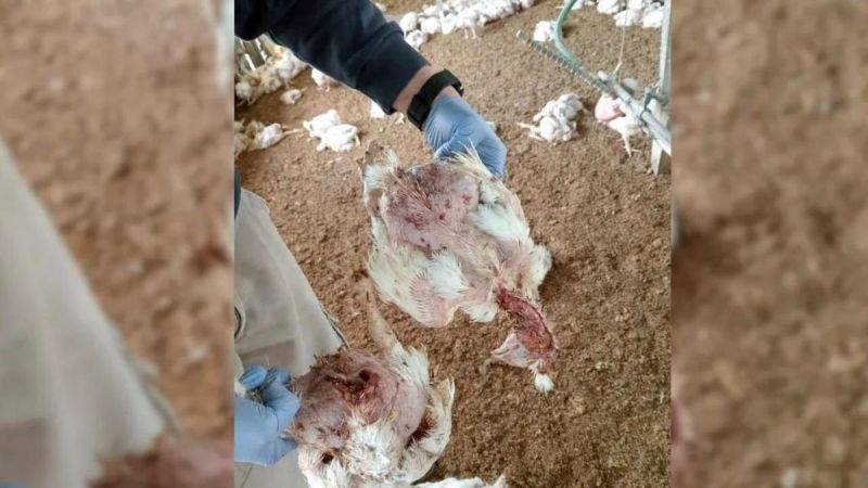 Una jauría atacó y mató a más de 2.000 pollos en un criadero