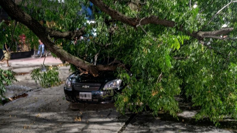 Condena millonaria contra el Municipio por la caída de un árbol sobre un auto