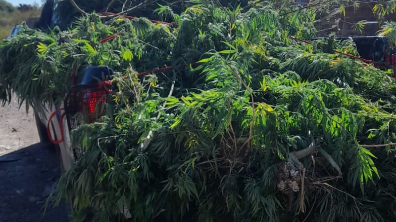 Lo buscaban por amenazas y le encontraron en su casa un "vivero" de marihuana