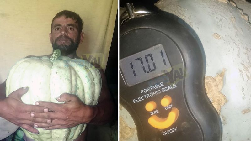Otro zapallo gigante: pesó 17 kilos y lo cosechó en su huerta