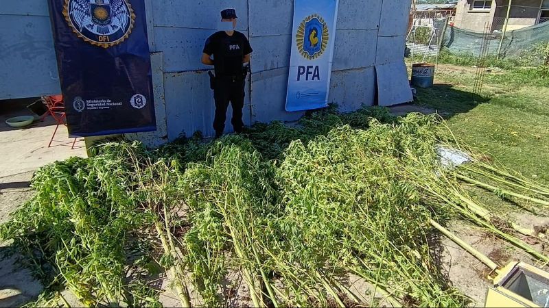 Fueron a secuestrar armas y se llevaron 45 plantas de marihuana