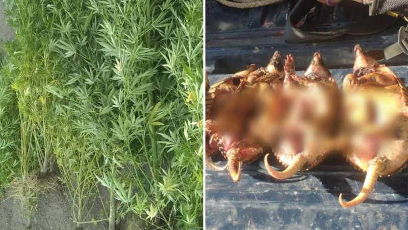 En una casa hallaron droga, plantas de marihuana y piches: una pareja detenida