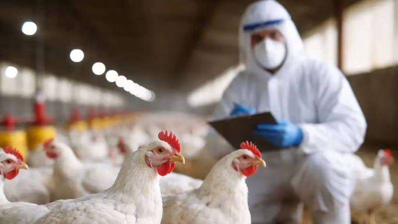 ¿Podrían faltar huevos?: el motivo por el cual el 95% de la industria avícola está en riesgo