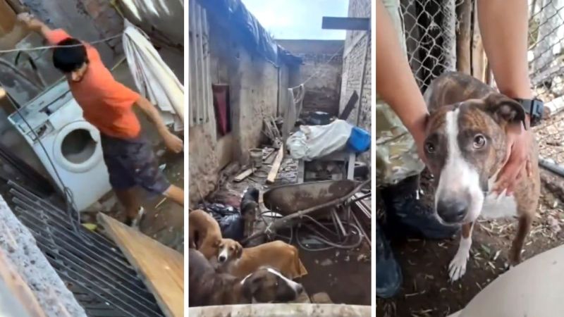 Condenaron a un hombre a prisión efectiva por maltrato animal (Video)