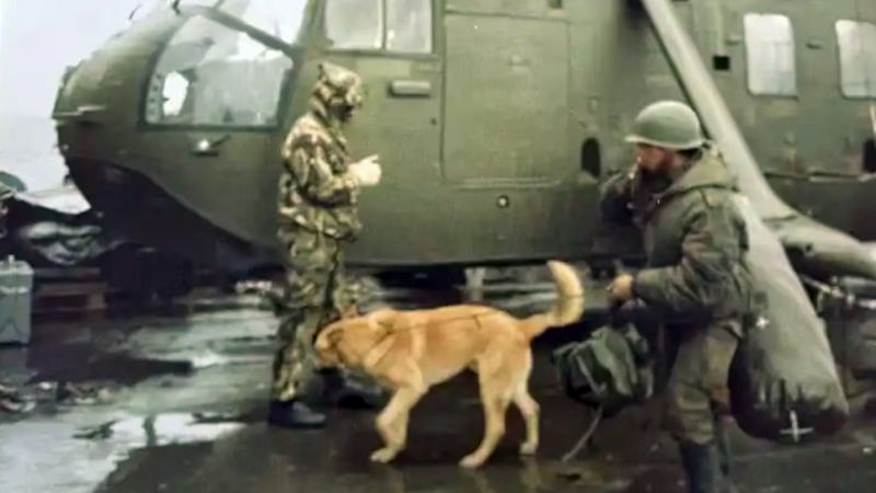 La historia de Mortero, el perro que viajó a Malvinas y fue prisionero de guerra