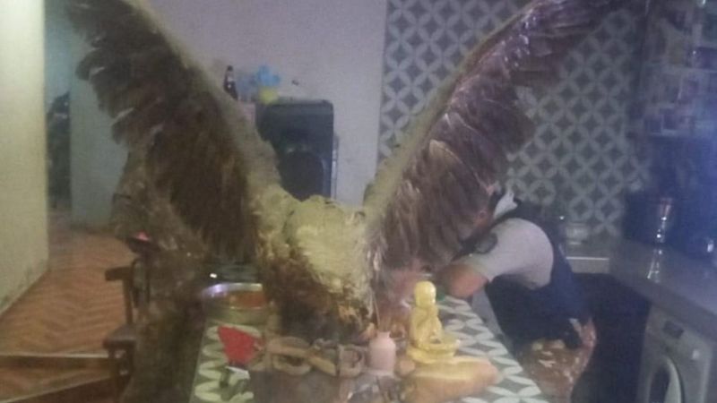 En una casa secuestraron piches y un águila embalsamada
