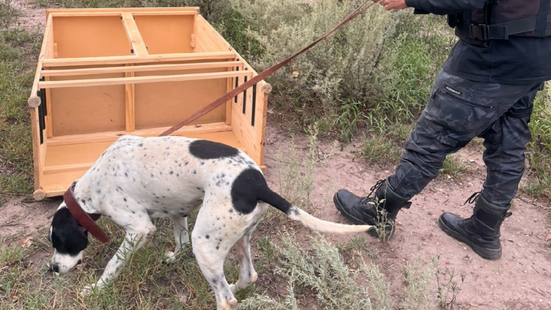 Nol: el perro de la Policía de Mendoza, esclareció un robo en San Rafael