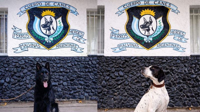 Los héroes de cuatro patas: el Cuerpo de Canes de la Zona Sur celebra 48 años