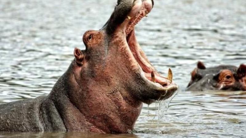 Autorizan eutanasia para unos 80 hipopótamos que eran de Pablo Escobar