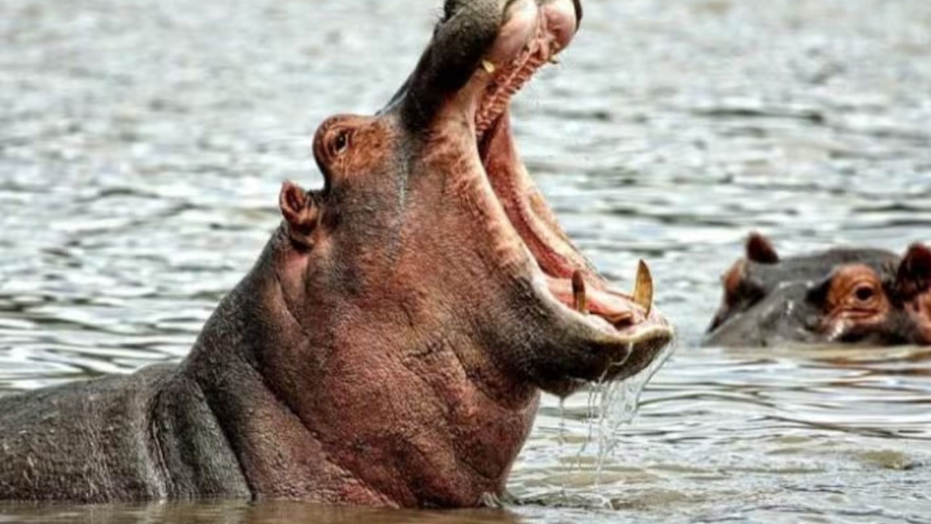 Autorizan eutanasia para unos 80 hipopótamos que eran de Pablo Escobar