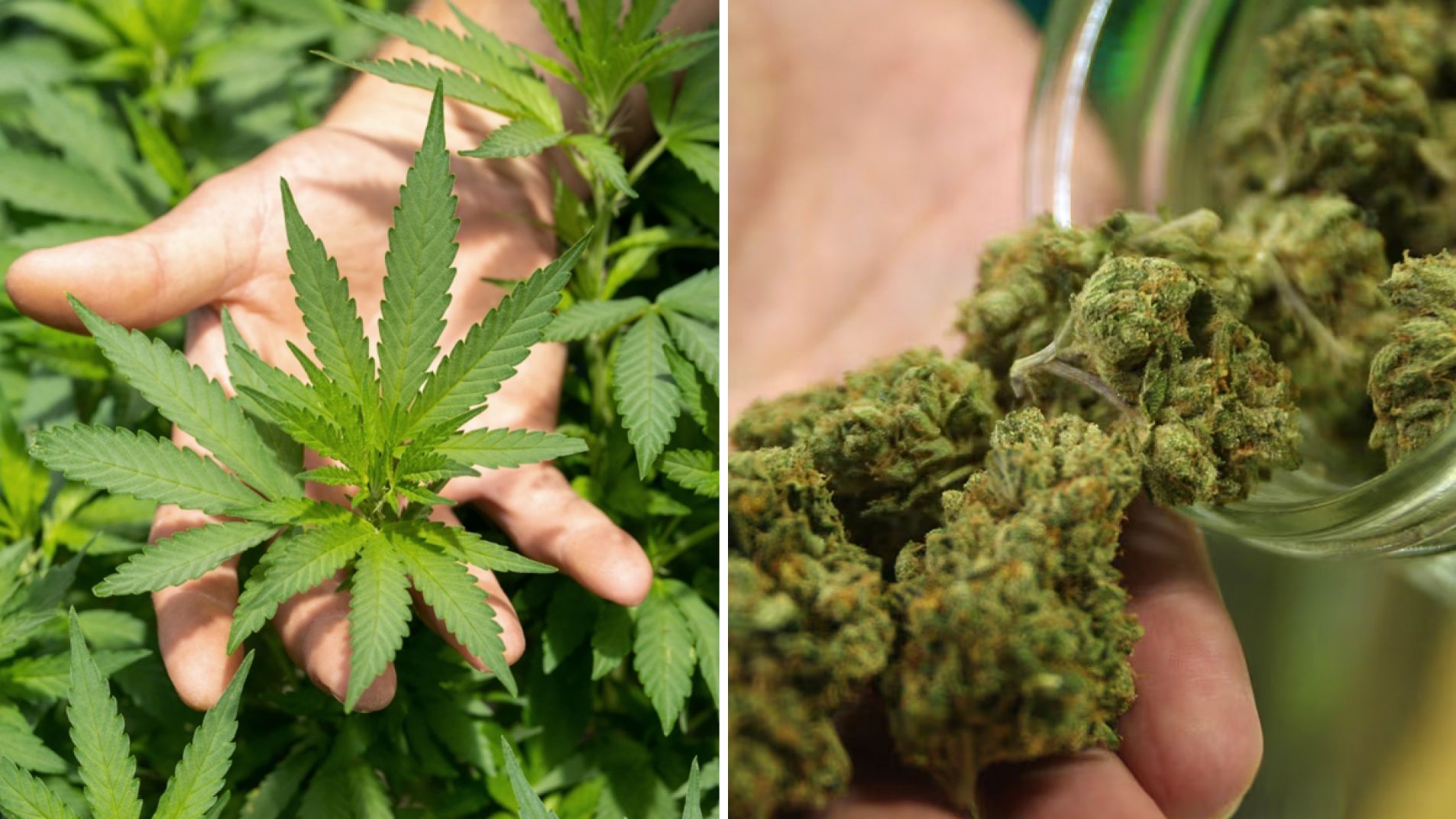 Cannabis: capacitan a policías para evitar errores en los procedimientos