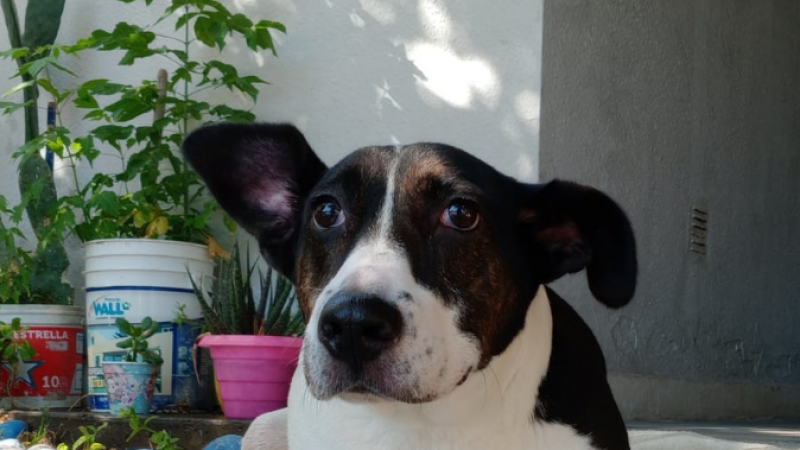 Sociedad Protectora lanzó un concurso por el Dia del Animal