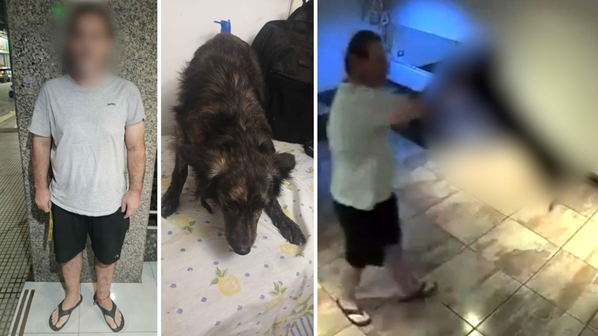 Video: el brutal maltrato de un hombre a su perro (imágenes sensibles)