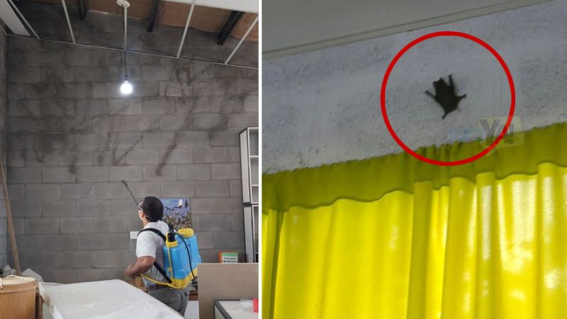 Aclararon la presencia de murciélagos en una escuela de Las Malvinas