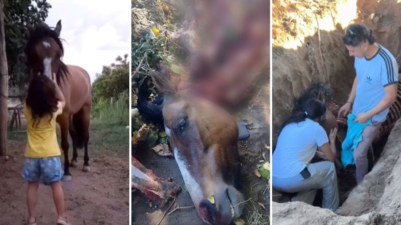 Desgarrador video: despiden a sus animales que fueron cruelmente faenados