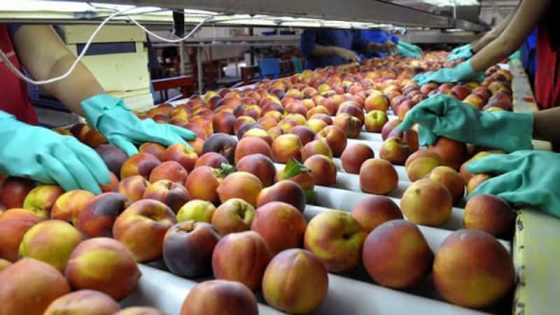 Advierten que la temporada de la industria conservera fue muy reducida