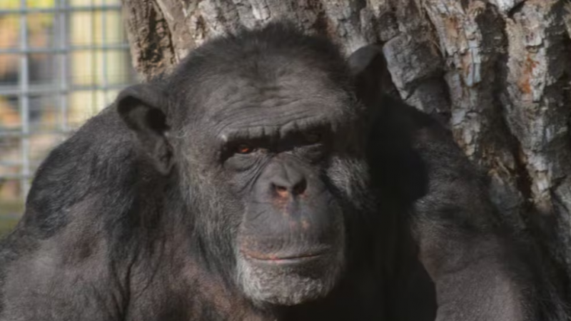 Toti: el chimpancé de mirada triste que irá de Río Negro a un santuario