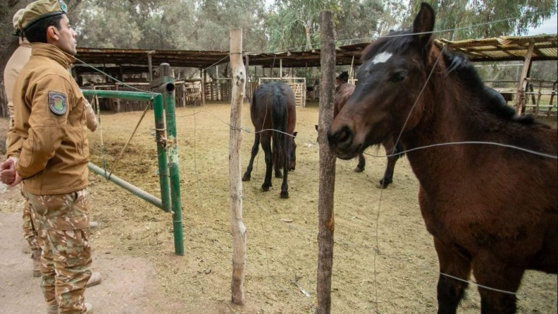 La Policía Rural sanrafaelina rescató a una yegua que cayó a una pileta