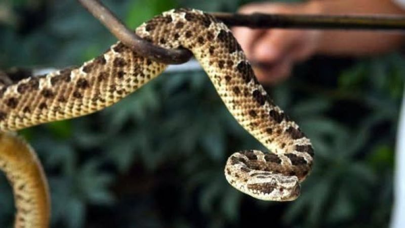 Lanza campaña para reconocer los animales venenosos: cuáles son y cómo actuar