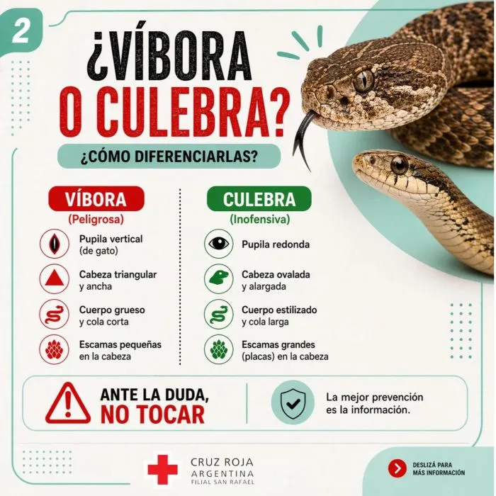 Lanza campaña para reconocer los animales venenosos: cuáles son y cómo actuar