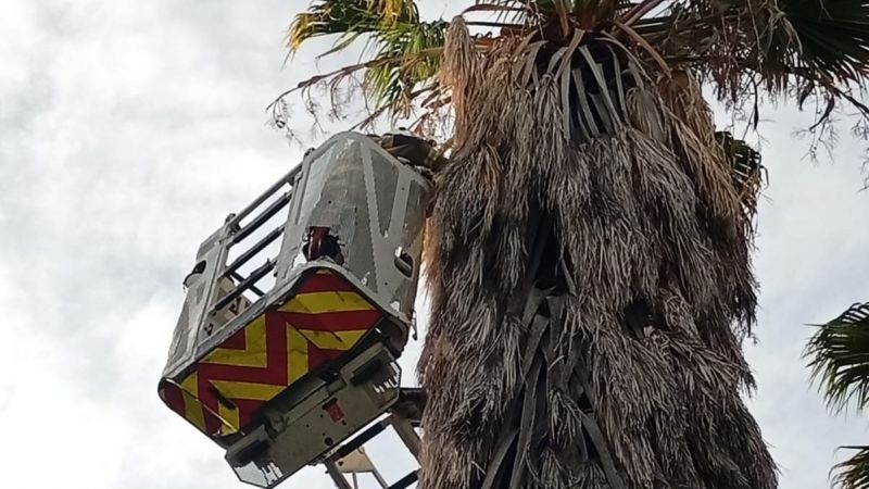 Rescate en San Rafael: devolvieron un pichón de lechuza de campanario