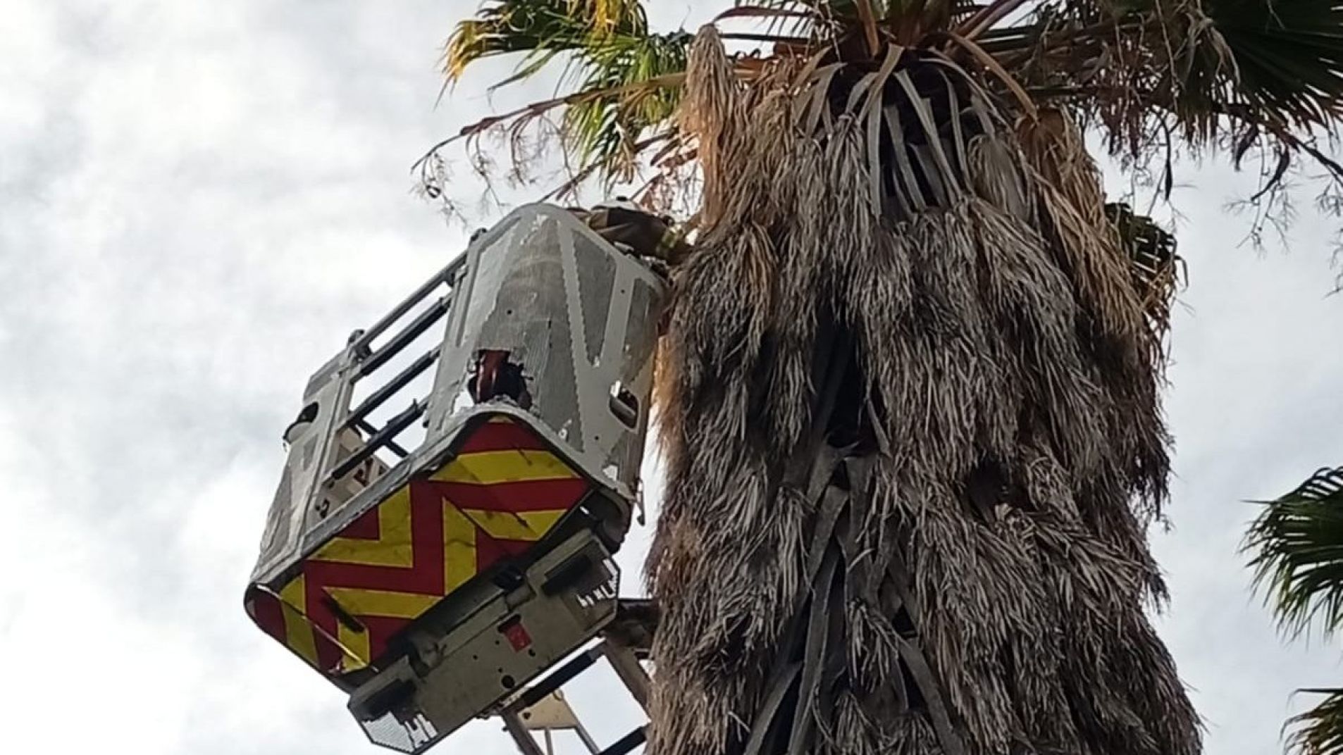 Rescate en San Rafael: devolvieron un pichón de lechuza de campanario