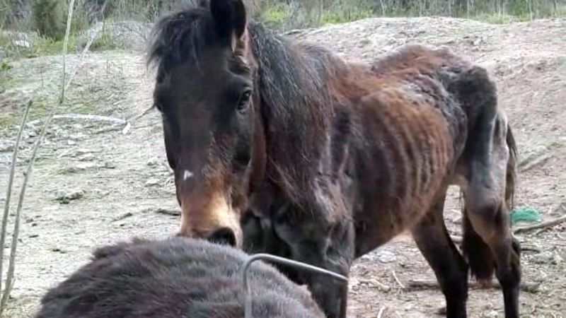Media sanción a la Ley para endurecer las penas por maltrato animal