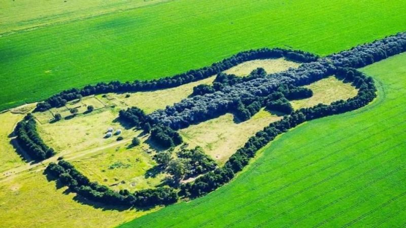La guitarra de árboles: el monumento de amor que se ve desde el cielo