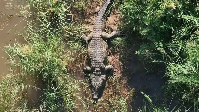 Sacrificaron un cocodrilo: hallaron restos humanos en el estómago (Video)