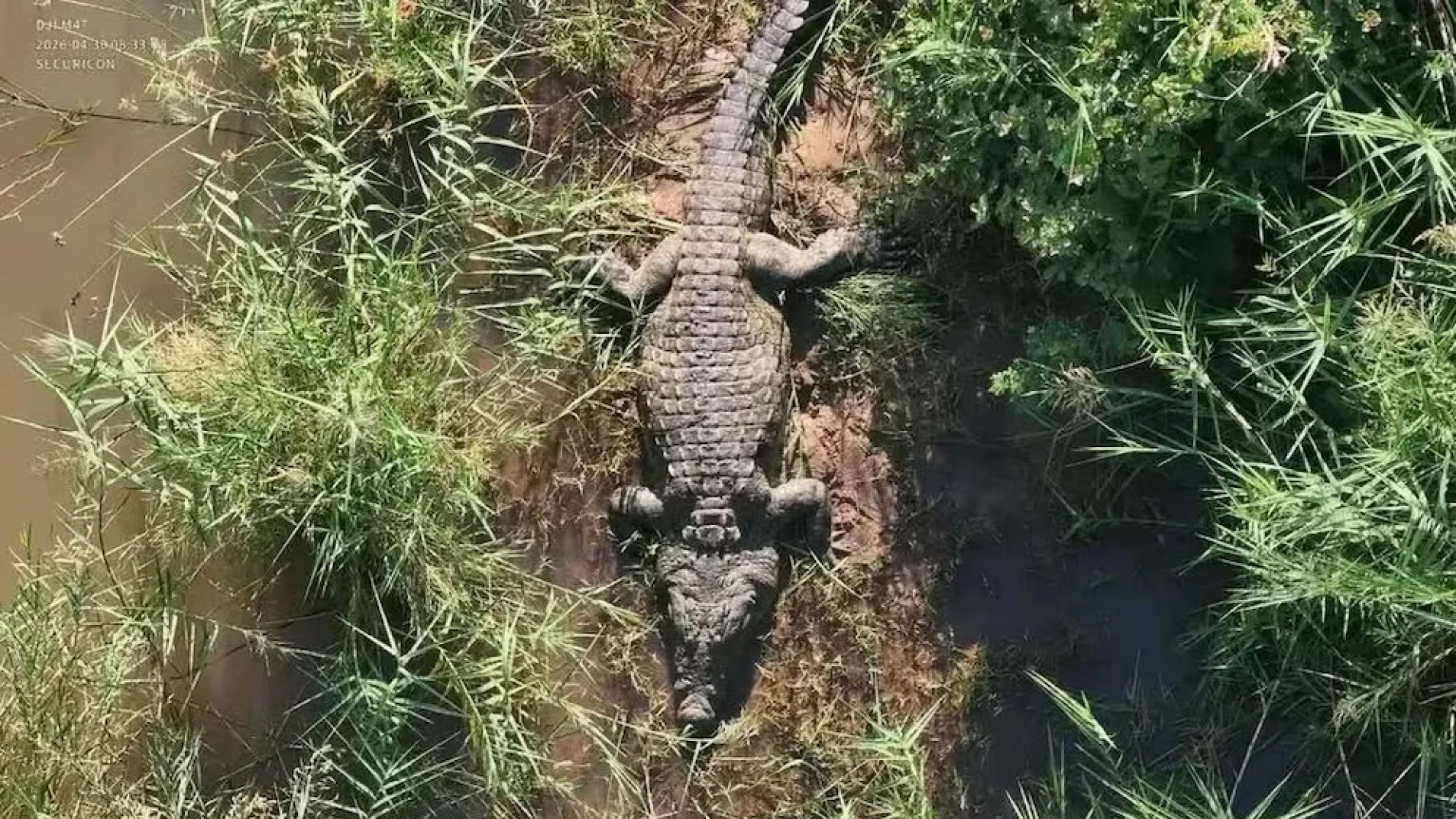 Sacrificaron un cocodrilo: hallaron restos humanos en el estómago (Video)