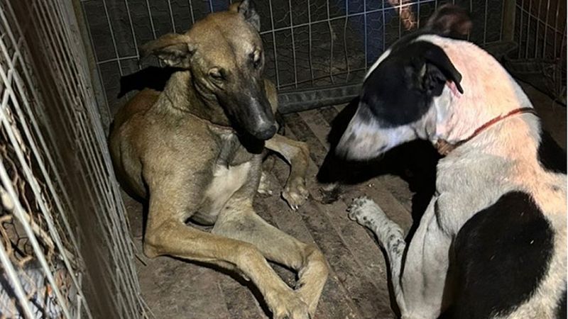 Tres hombres terminaron aprehendidos por cazar liebres con perros