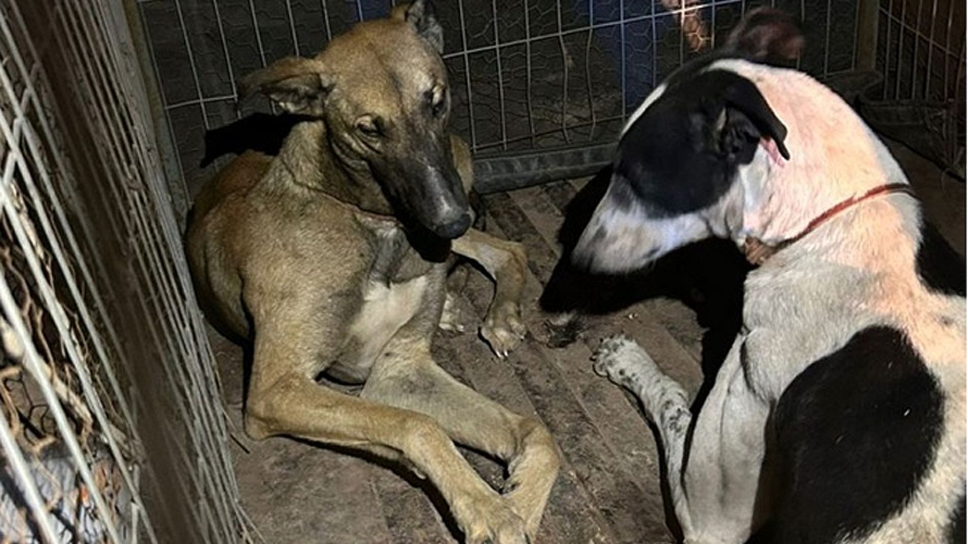 Tres hombres terminaron aprehendidos por cazar liebres con perros