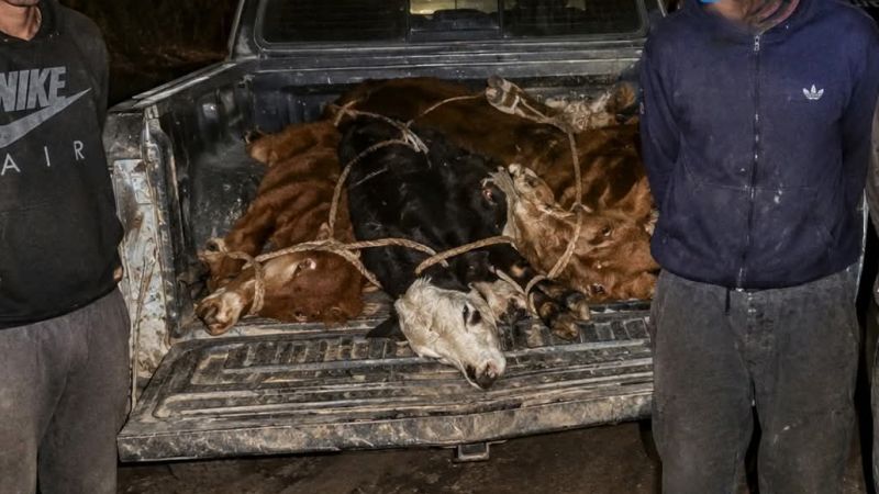Robo de ganado: confirmaron que había un policía entre los cuatreros