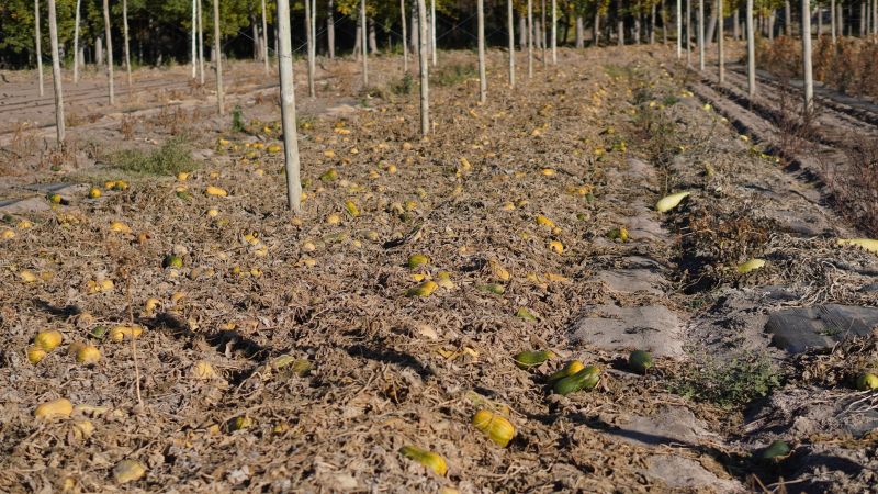 Finca Modelo Faraón da inicio a la siembra de invierno