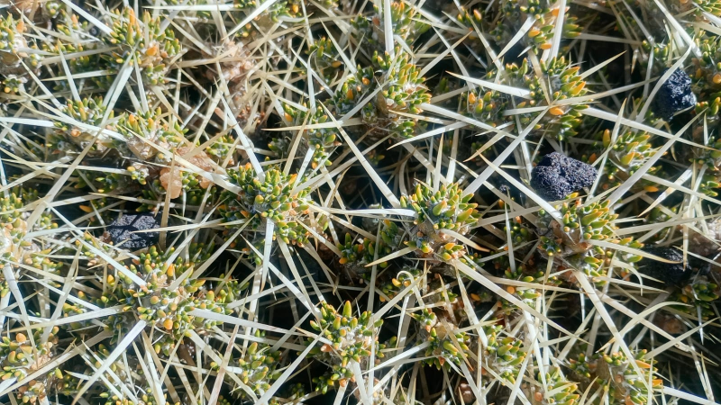 Descubriendo la flora nativa