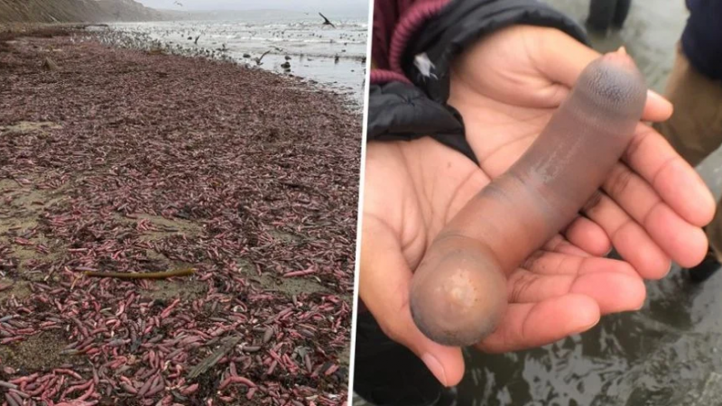 Sorpresa por una invasión de peces "pene" en la costa de Chubut