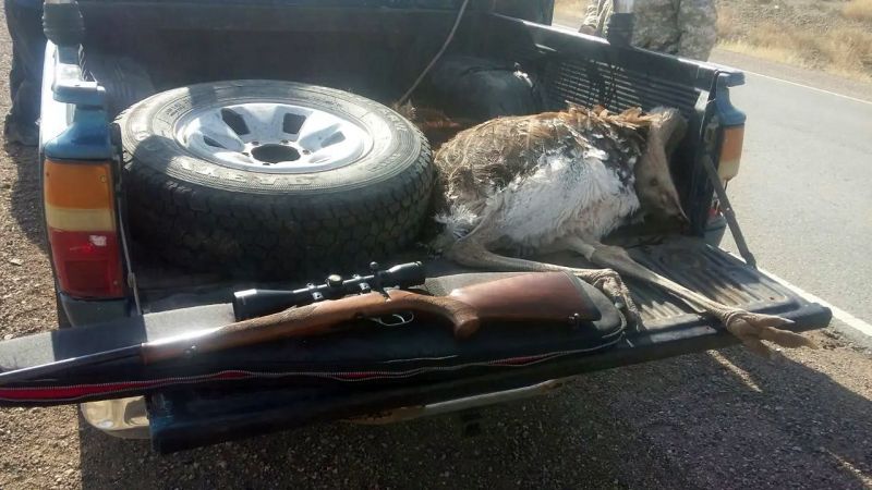 La Rural sorprendió a cazadores con un choique muerto, rifle y cuchillos