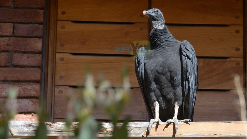 Sorpresa por la presencia de jotes en el balcón de una casa de calle Barcala