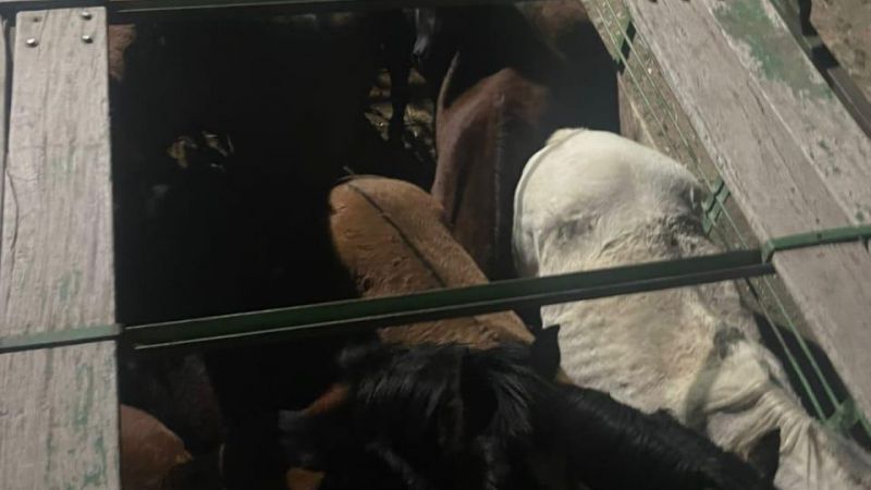 La Policía Rural recuperó 11 caballos y detuvo a un hombre