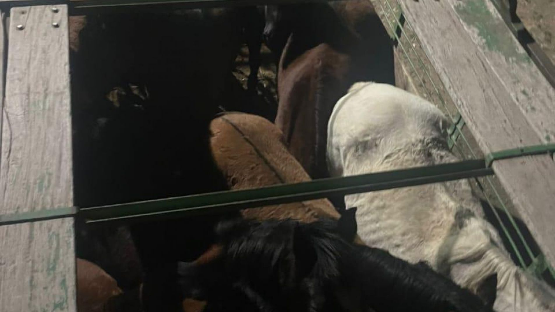 La Policía Rural recuperó 11 caballos y detuvo a un hombre