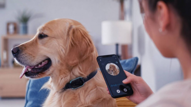Lanzan un collar con inteligencia artificial que traduce a perros y gatos