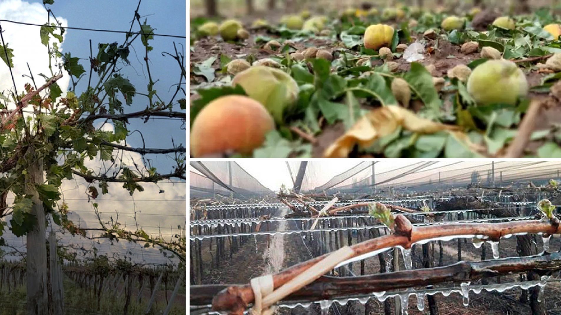 La Nación declaró emergencia y desastre agropecuario en 14 distritos locales