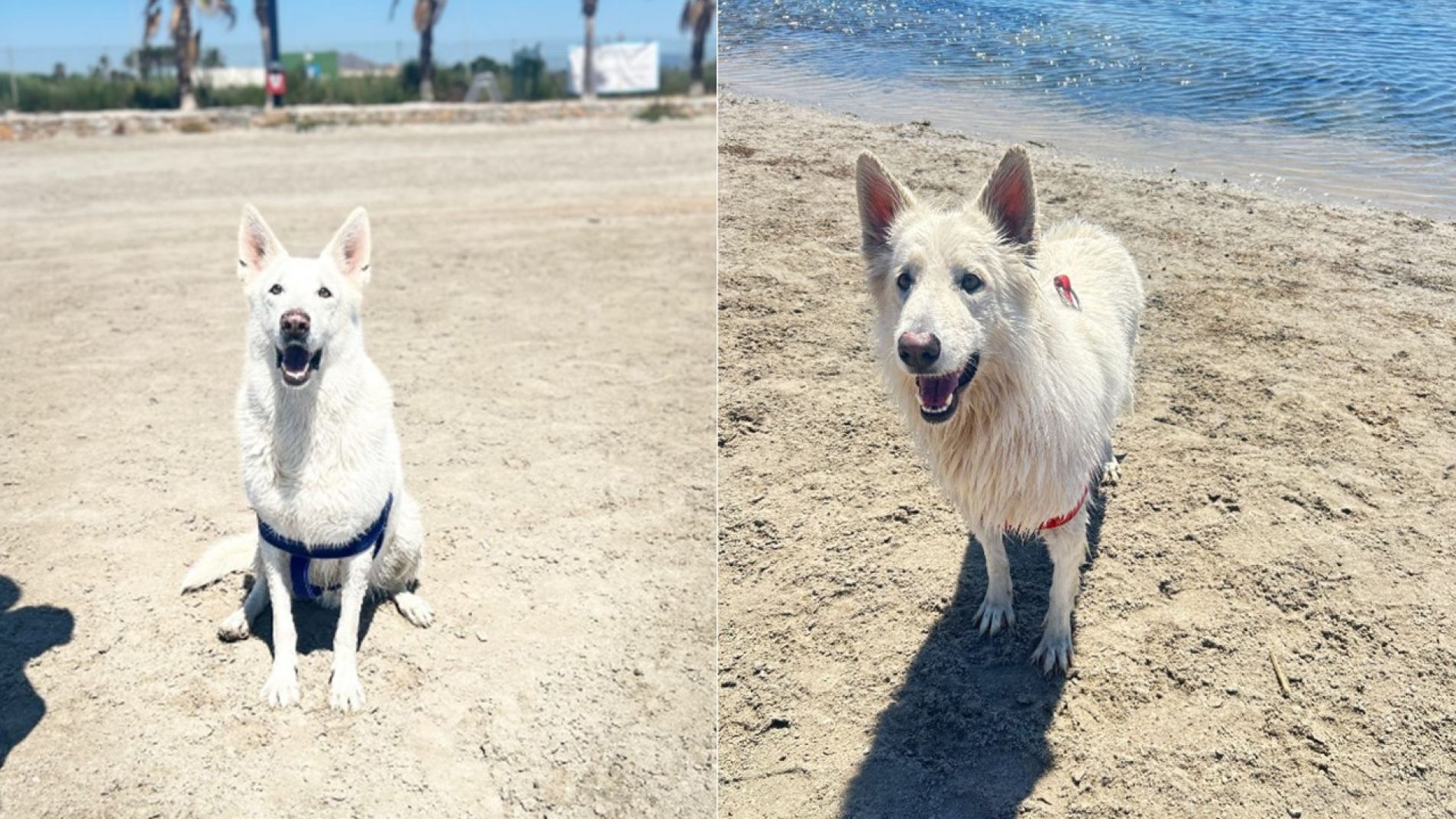 Gracias a la solidaridad Max y Alaska pudieron viajar y ya están con su familia