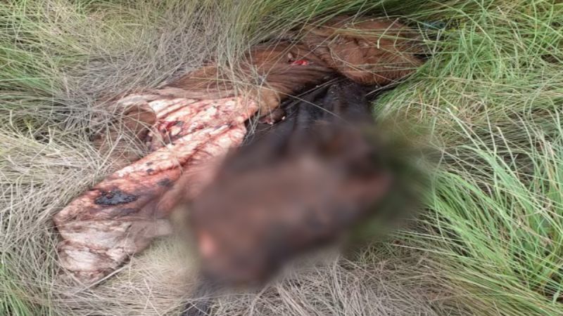 Puestero denunció la faena clandestina de un vacuno en su campo
