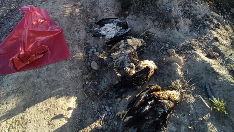 Investigan la muerte de cinco águilas moras