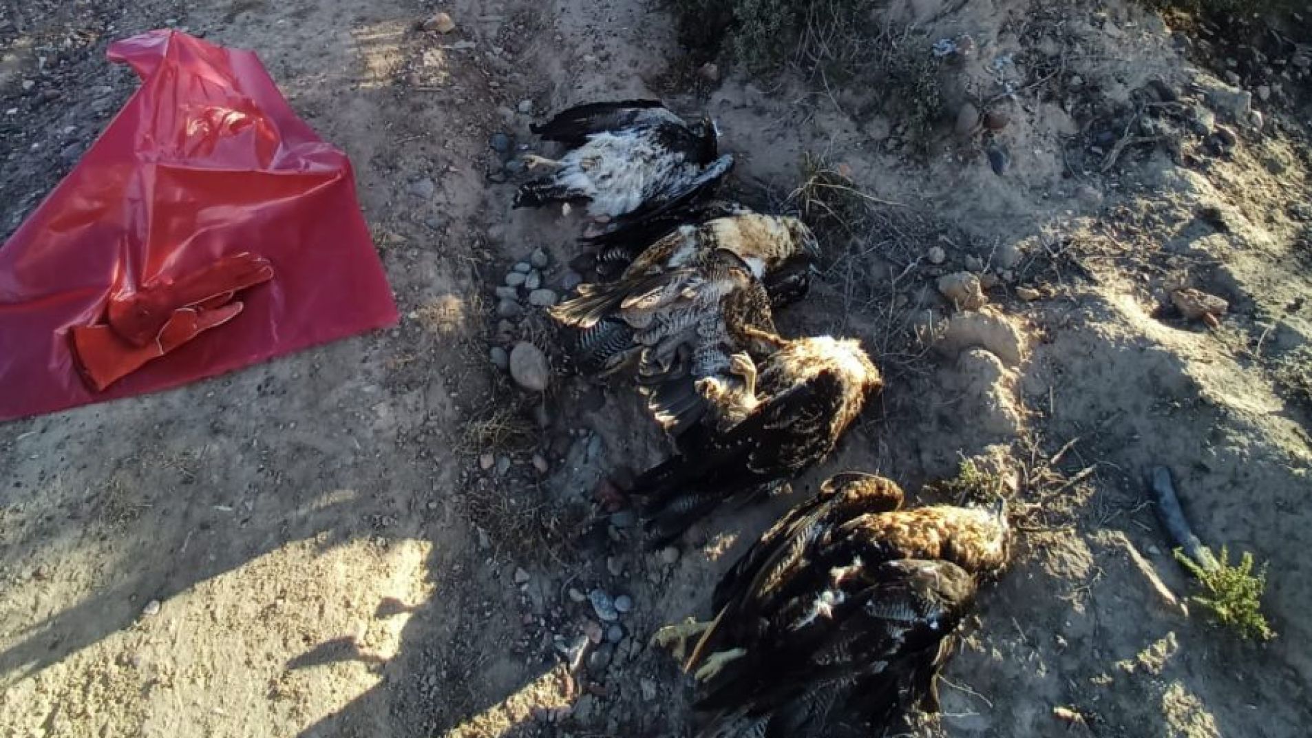 Investigan la muerte de cinco águilas moras