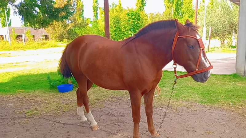 Una familia buscaba desesperadamente a su caballo y apareció faenado