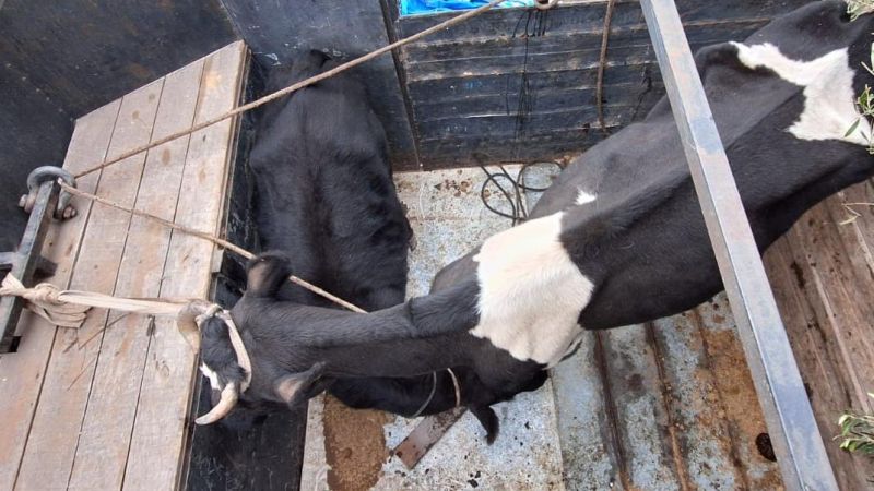 Robaban animales y los faenaban clandestinamente para la venta